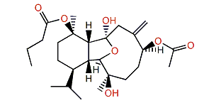 Australin B